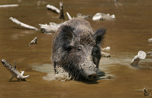 Wild-Boar